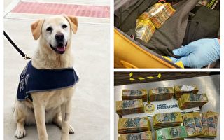 阿德雷德机场警犬发现52万现金