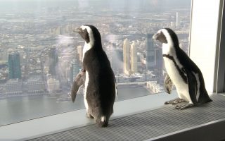 兩隻小企鵝 做客世貿100層觀景台