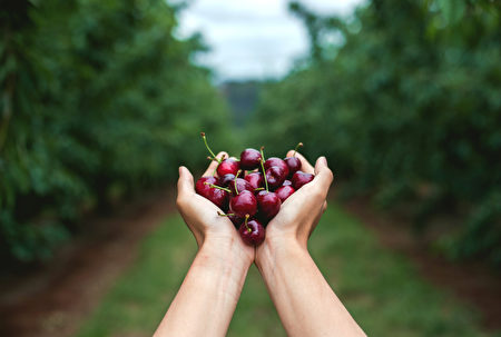 Cherry Hill樱桃园(Cherry Hill提供)