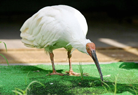 SADO ISLAND, JAPAN: This 17 September 2003 picture shows the last wild crested ibis born in Japan; 