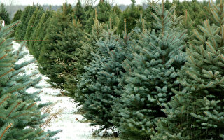 在多伦多，哪里能找到圣诞树？