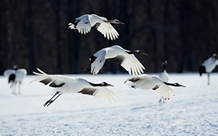 JAPAN-WILDLIFE-ANIMAL-CRANES JAPAN-WILDLIFE-ANIMAL-CRANES