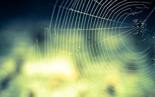 科學家模仿蜘蛛製絲 可望投入再生醫學