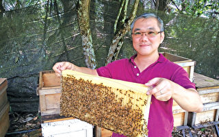 銀蜂蜜──大自然孕育的全天然酵素