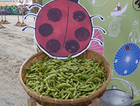 毛豆是黃、黑豆的前身,目前美濃復耕的大豆品種在70天左右採收可當毛豆食用。(方金媛/大紀元)