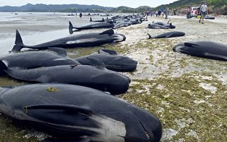 新西兰数百鲸鱼搁浅死亡 规模史上第三大