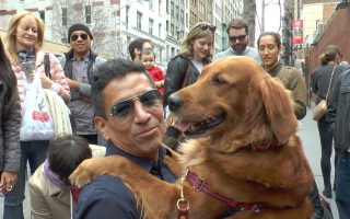 紐約金毛犬給路人「愛的抱抱」 無法拒絕