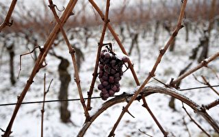 天气恶劣 全球葡萄酒产量创20年新低