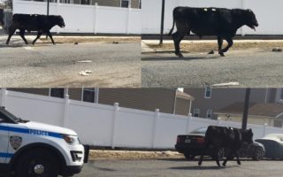 公牛逃脫屠宰場 與市警上演「狂野追逐」