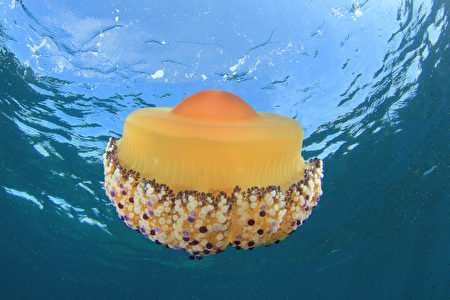 蛋黄水母。(shutterstock)
