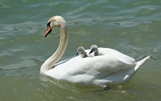 天鹅宝宝钻进妈妈翅膀里 搭便船游湖