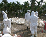 台屏东鸭场发现禽流感 扑杀1万2000只鸭