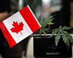 加拿大大麻合法在即 华人忧心孩子沾染