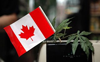 加拿大大麻合法在即 华人忧心孩子沾染