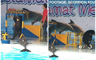 印尼馬戲團海豚遭晾曬 2.5萬人簽名聲援