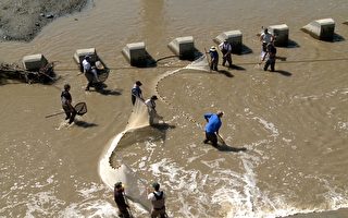 舊金山灣區水壩阻擋洄游路 義工助瀕危魚類回家