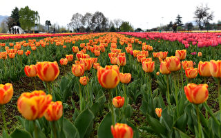 組圖：印度鬱金香花園 色彩繽紛春意盎然