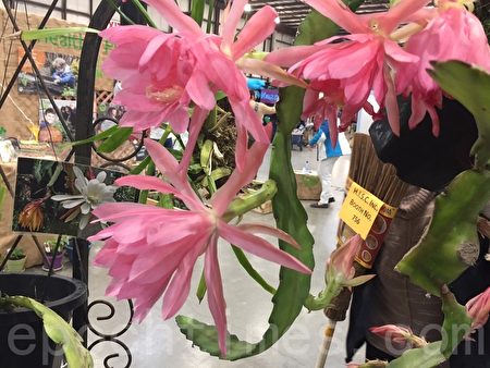 舊金山花卉園藝展 用「花」裝點生活