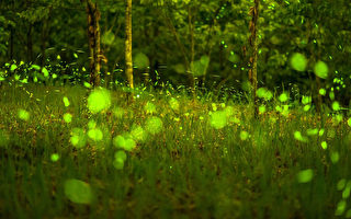 響應地球日  動物園螢光市集保育螢火蟲