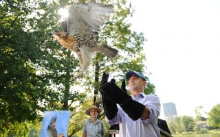 红尾鹰增加 纽约更原生态？