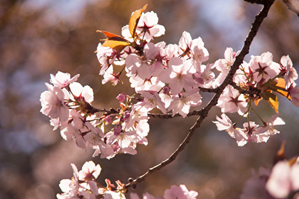 進入4月，紐約布魯克林植物園（Brooklyn Botanic Garden）櫻花怒放，賞櫻遊人流連忘返。（戴兵／大紀元）