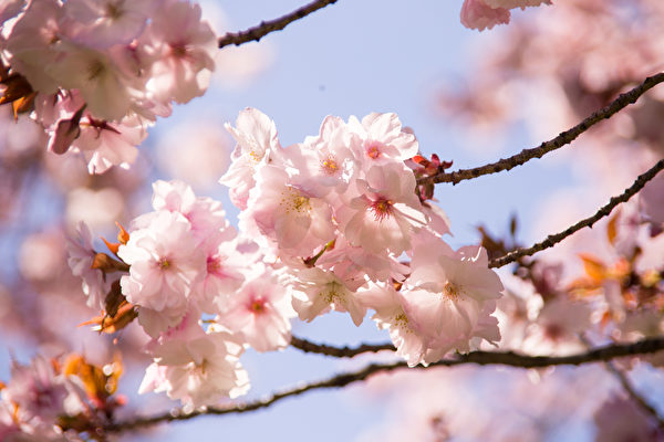 进入4月，纽约布鲁克林植物园（Brooklyn Botanic Garden）樱花怒放，赏樱游人流连忘返。（戴兵／大纪元）