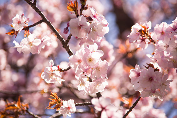 进入4月，纽约布鲁克林植物园（Brooklyn Botanic Garden）樱花怒放，赏樱游人流连忘返。（戴兵／大纪元）