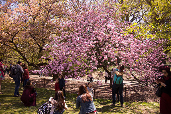 進入4月，紐約布魯克林植物園（Brooklyn Botanic Garden）櫻花怒放，賞櫻遊人流連忘返。（戴兵／大紀元）