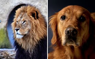 暖心广告：如果我变成狮子王 你会喜欢我吗？