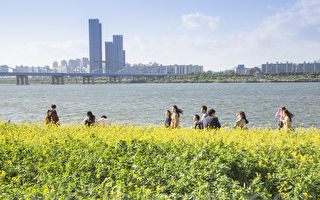 組圖：首爾漢江瑞來島 金黃花海風景如畫