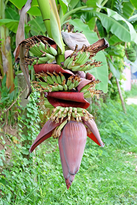 香蕉花(Fotolia)
