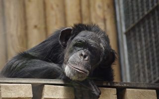与黑猩猩斗智10年 台保育员从被扔粪到信任