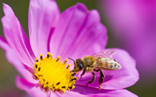 帮蜜蜂上网 研发超级蜜蜂 拯救蜂群危机需要你