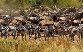 组图：肯亚马赛马拉公园牛羚大迁徙