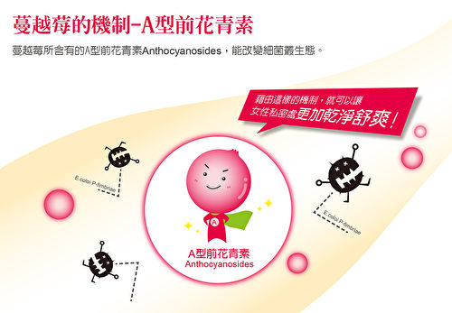 蔓越莓富含A型前花青素Anthocyanosides,能改變細菌叢生態。(大醫生技提供)