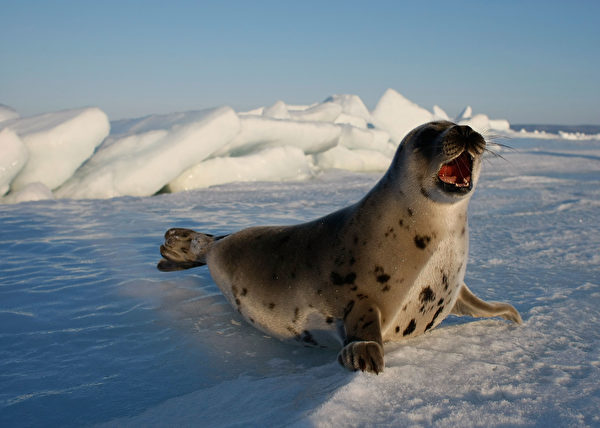 2008年3月，加拿大聖勞倫斯灣的一隻海豹。(Joe Raedle/Getty Images)