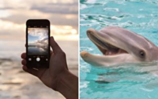 美國女子手機掉海裡 海豚竟幫她叼回來