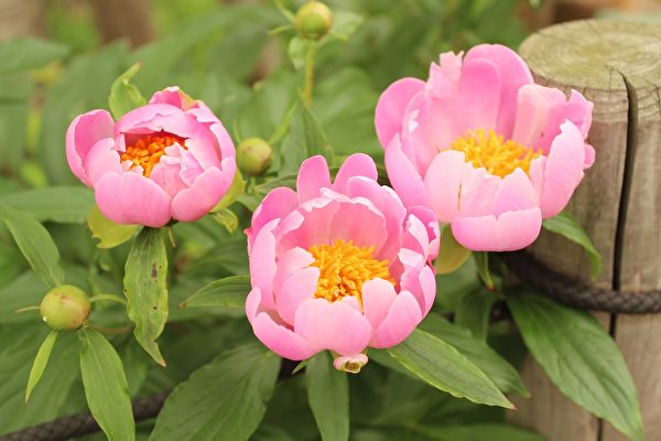 芍药是最具中国传统元素的爱情之花、惜别之花。其风姿绰约、温婉含蓄，与牡丹并美。（Pixabay.com）