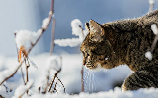 俄罗斯流浪猫寒冬中救弃婴