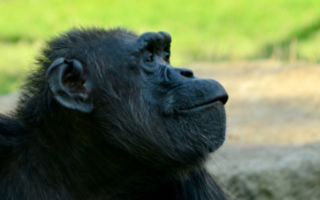 感人画面：野放黑猩猩主动与恩人拥抱道别