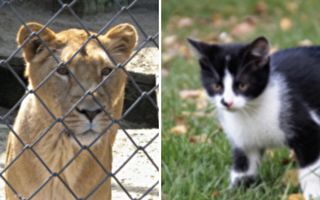 美德州小猫咪挑战邻居“狮子王”笑翻网友