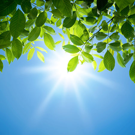 leaves, green, sun, tree, sky, background, sunlight, bright, summer, forest, light, abstraction, garden, branch, closeup, magic, leaves, green, sun, tree, sky, background, sunlight, bright, summer, forest, light, abstraction, garden, branch, closeup, magic,