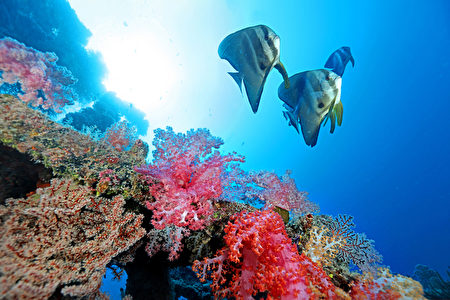 组图：南沙太平岛海底多样生态首度曝光