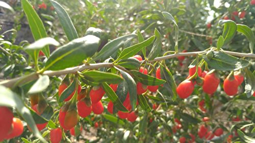 紅枸杞。(宇海國際提供)