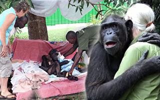 黑猩猩翁達因病瀕死時獲救，康復放歸山林時，突然緊緊抱住恩人，不捨之情讓人垂淚。（視頻截圖／大紀元合成）