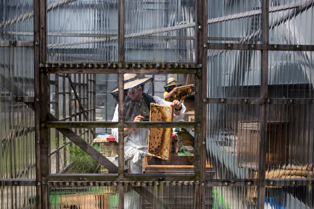日本东京银座商圈的纸浆会馆大楼11楼的屋顶上，住着几十万只蜜蜂。亚洲最贵地段之一成了“养蜂场”。蜂蜜在专卖店销售，不少客人专门前来购买。图为银座屋顶的养蜂人，此图摄于2014年。（Chris McGrath/Getty Images）