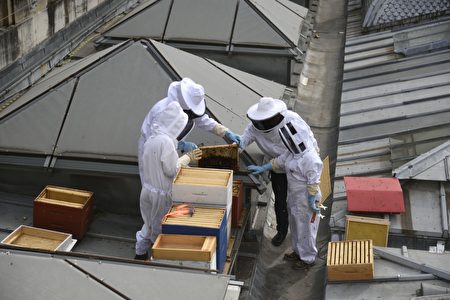 2013年，巴黎国民议会主席和养蜂人帮助蜂群在议会大厦楼顶安家。一位议员希望议员们能像蜜蜂一样活跃。这里没有农药和肥料污染，蜂蜜质量上乘，清香扑鼻。此图摄于2015年。（ERIC FEFERBERG/AFP/Getty Images）