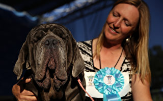 2017世界最丑狗狗比赛 呈现“内在美”