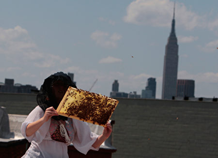 世界金融中心纽约人也养蜂，比如中央公园附近的一家酒店大楼76层屋顶上有六个蜂巢，18万只蜜蜂，这可能是世界最高蜂巢。图为纽约布鲁克林地区一栋大厦，此图摄于2009年。（Chris Hondros/Getty Images）