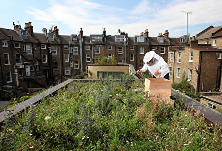 英國養蜂人和倫敦養蜂人協會主席查普爾2009年在倫敦一屋頂花園上照顧蜜蜂。為緩解工作壓力，倫敦還有警察養蜂俱樂部。英國蜜蜂每年創造價值6.51億英鎊，比英國王室帶動旅遊業創造的價值還多1.5億英鎊。（Dan Kitwood/Getty Images）